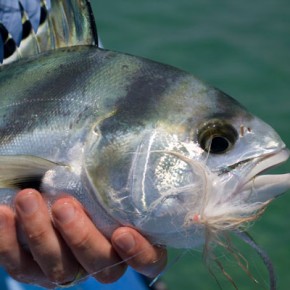 Roosterfish