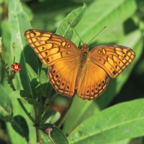 Euptieta Hegesia