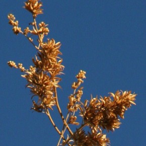 Blooms of the Cirio, or Boojum