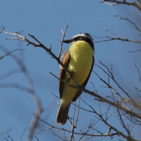 Great Kiskadee, Estero del Yugo, Mazatlan