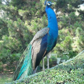 Peacock on grounds of the Museo Dolores Olmedo