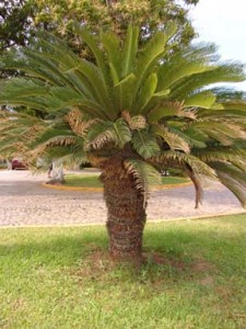 Cycas revoluta