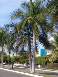 Roystonea-regia-Royal-Palms