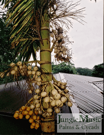 areca_catechu_(golden)_fowlers