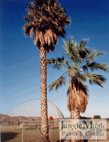 washingtonia_robusta_left_washingtonia_filifera_rightsample.gif