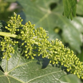 Flowering grapes at Casa Madero winery