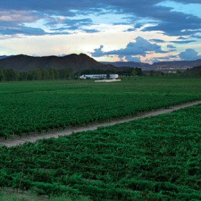 Vineyards at Casa Madero